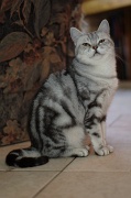 BRITISH SHORTHAIR 048